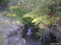 Wetland Restoration Techniques